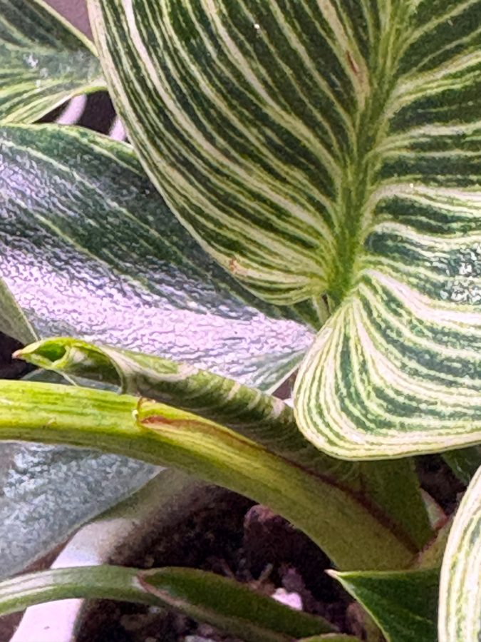 Phil's new leaf showing variegation