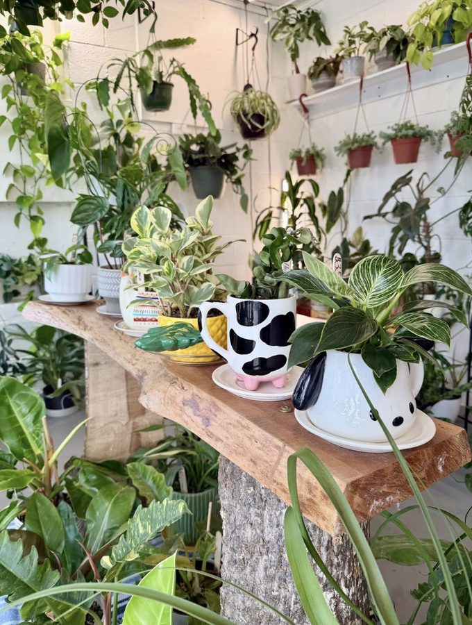 Phil at the plant shop
